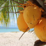 king coconut