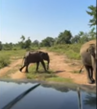 Elephant