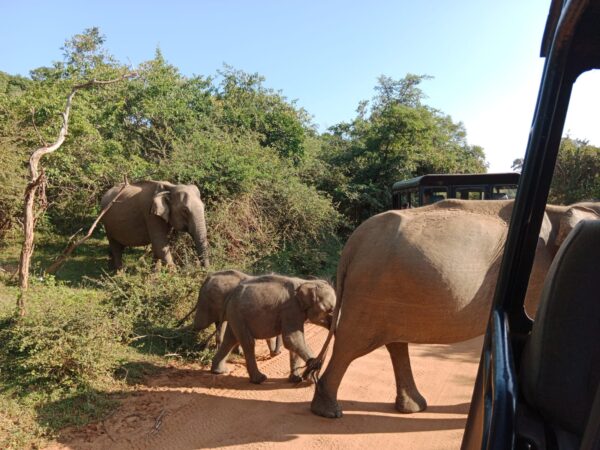 He comes from Pitigala not Jaffna – by Joe Paiva | elanka