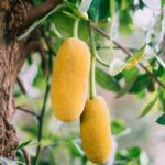 Jack Fruit