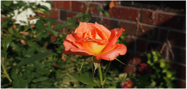 Little or Forgotten Saviours of the Motherland.