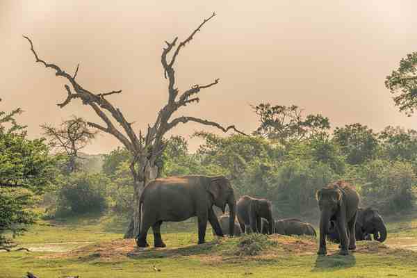 Sri Lankan Elephnt 