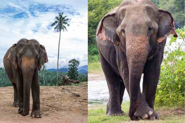 Sri Lankan Elephnt 