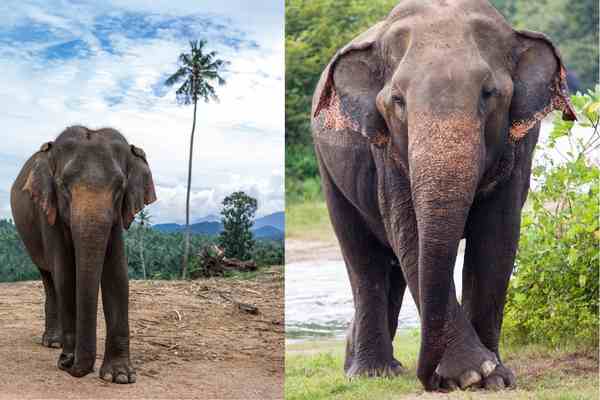 Sri Lankan Elephnt