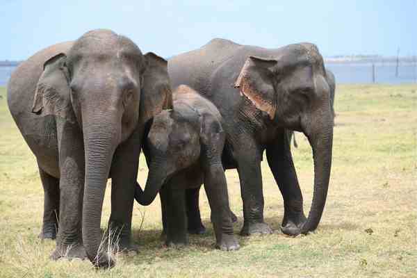 Sri Lankan Elephnt 