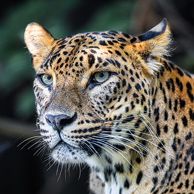 Wild Leopard in the Jungles of Sri Lanka (Preserve our Beautiful Natural Sri Lankan Heritage)