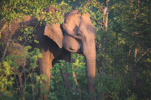 tourism in sri lanka - elephats - elanka