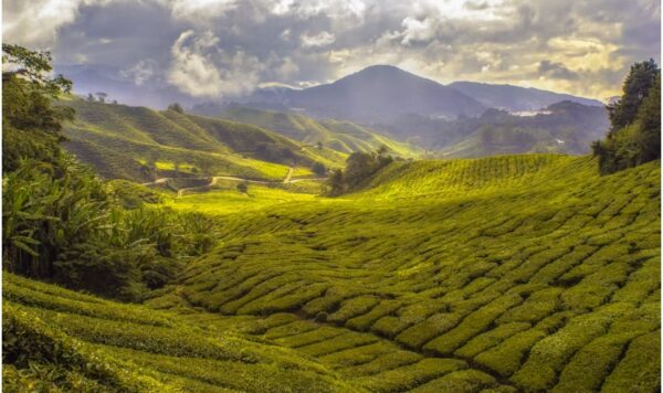 Dilmah Tea