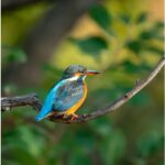 Kingfishers