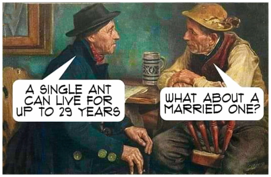 "MORE de MOTTE MIRTH" – by Des Kelly