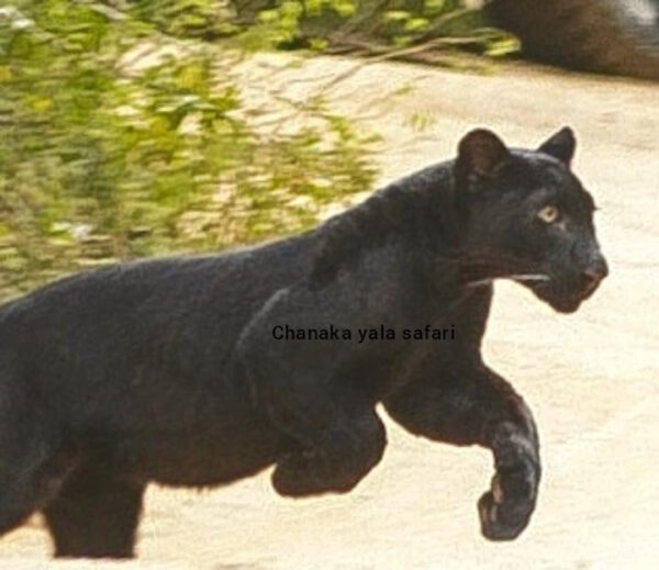 Rare Black Leopard Captured on Camera in Yala