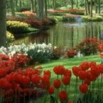 SUNDAY CHOICE - GOD’S CREATION – by Charles Schokman