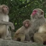 Sri Lanka’s Monkeys