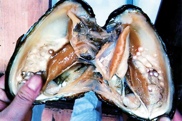 ශ්‍රී ලංකාවේ මුතු නිපැයුමේ පුරාවත - elanka