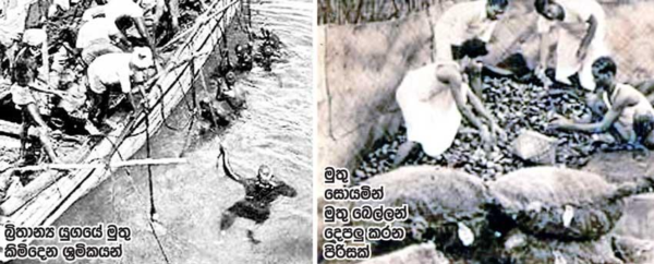 ශ්‍රී ලංකාවේ මුතු නිපැයුමේ පුරාවත - elanka