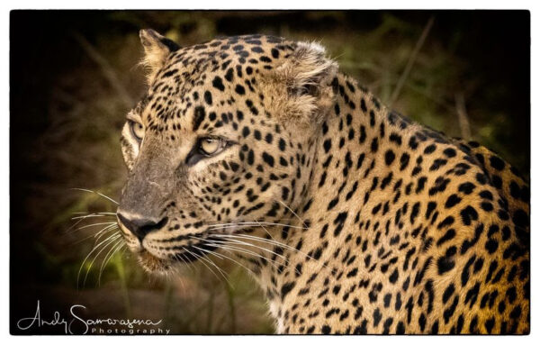 Beautiful Wild Leopard in Yala