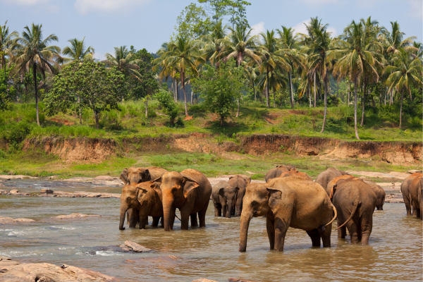 River and a National Park in Sri Lanka ” Gal Oya  ” – By Malsha -eLanka