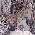 Leopard cub