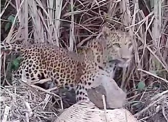 Leopard cub