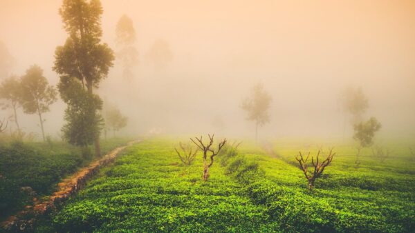 Tea Tree