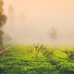 Tea tree-eLanka