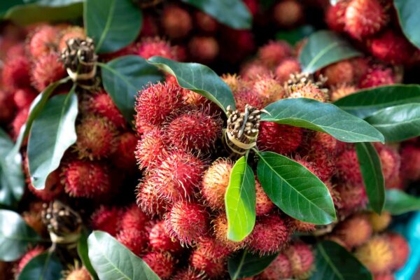 Yummy Fruits