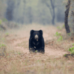 Sloth Bear - elanka