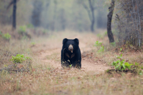 Sloth Bear - elanka