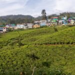 Tea Estate