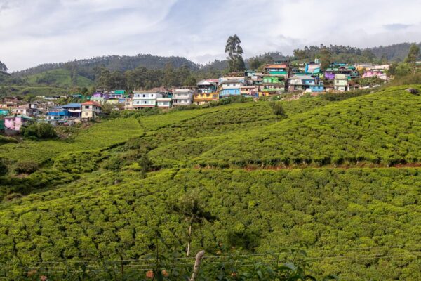 Tea Estate
