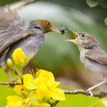 birds Population