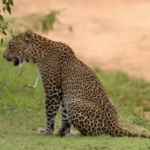 leapord - sri lanka