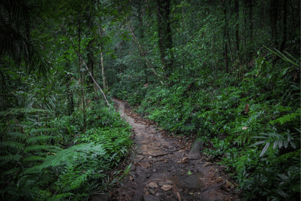 A tropical rainforest located in Sri Lanka ‘ Sinharaja Rainforest ‘ – By Malsha – eLanka