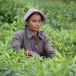tea estates
