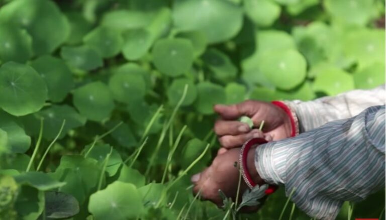 Sustainable Agricultural Practices in Sri Lanka: Paving the Way for a Resilient Future-by Kalani-eLanka