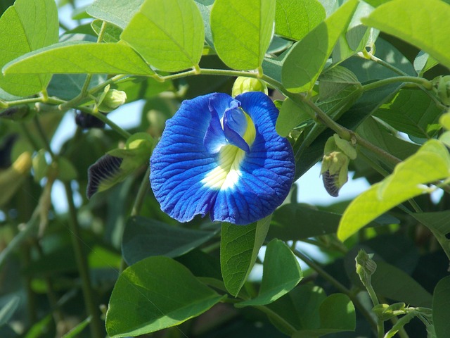 Blue butterfly pea flowers - eLanka