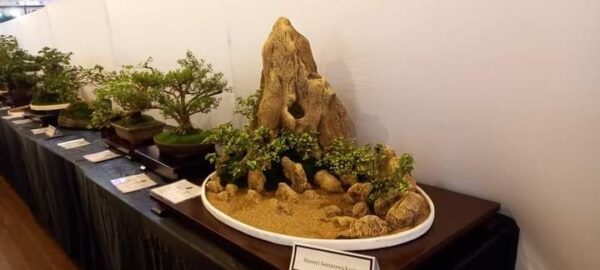 Bonsai and Investments a business case study - By Prashanth Sentilkumar