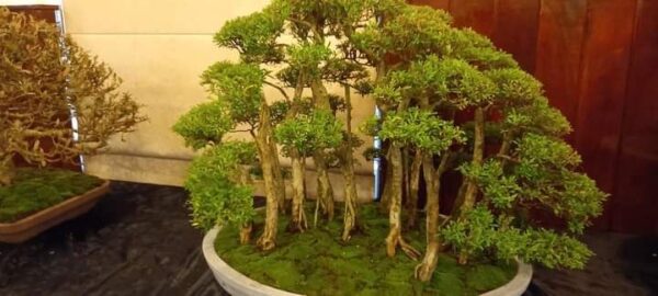 Bonsai and Investments a business case study - By Prashanth Sentilkumar