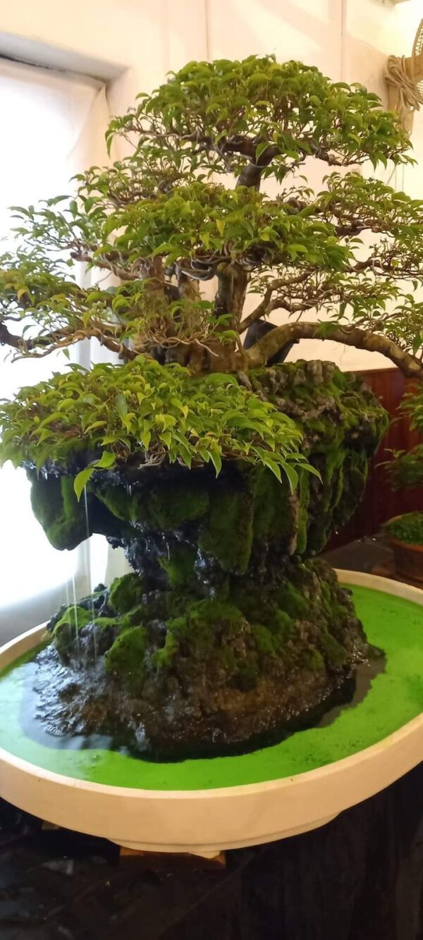 Bonsai and Investments a business case study - By Prashanth Sentilkumar