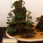 Bonsai and Investments a business case study - By Prashanth Sentilkumar
