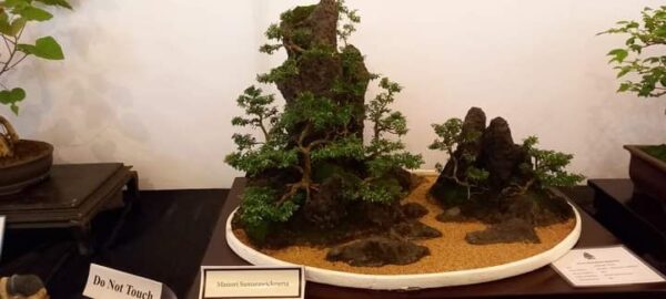 Bonsai and Investments a business case study - By Prashanth Sentilkumar