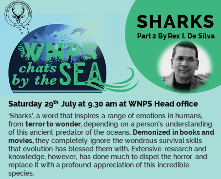 SHARKS OF SRI LANKA (PART 2) at WNPS Head Office – by Rex I. De Silva (Saturday 29 July 2023) (Sri Lanka – Colombo event)