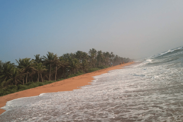 Resort on the white sandy beaches of Wadduwe, Sri Lanka. – By Dr harold Gunatillake