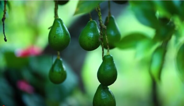 The Amazing Benefits of Avocado: Nature’s Nutrient Powerhouse-by Kalani-eLanka