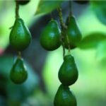 Avacados-elanka 01