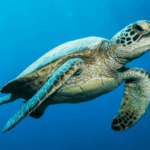Green Sea Turtle
