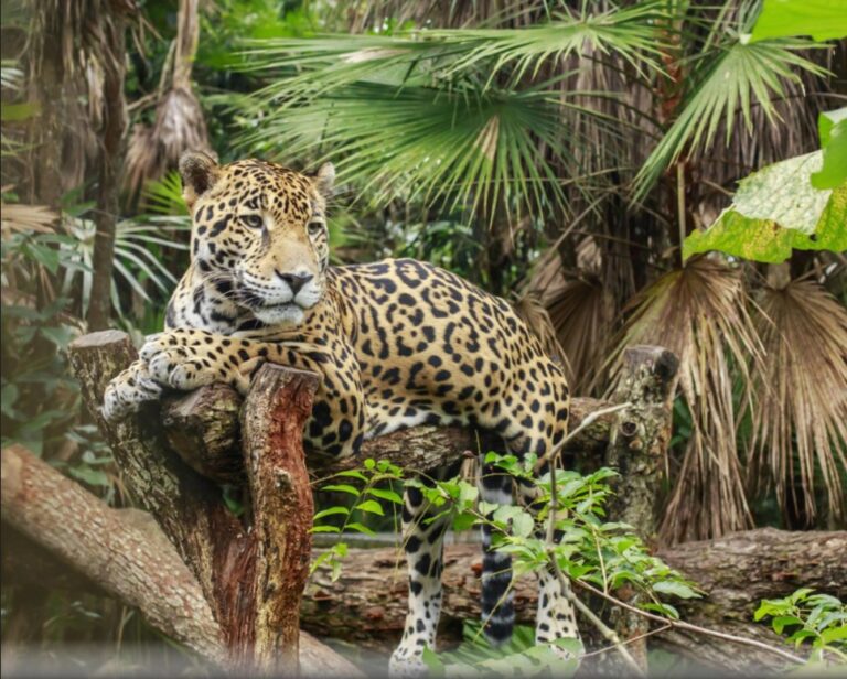 An Island leopard keeping our natural landscapes intact-by N.Meegama-mcDonald.A.watson & A.Kittle