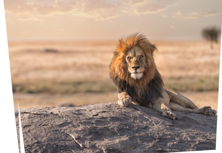 Dehiwala Zoo welcomes Lion cub ‘Simba’-by Budhdhika Imbulana