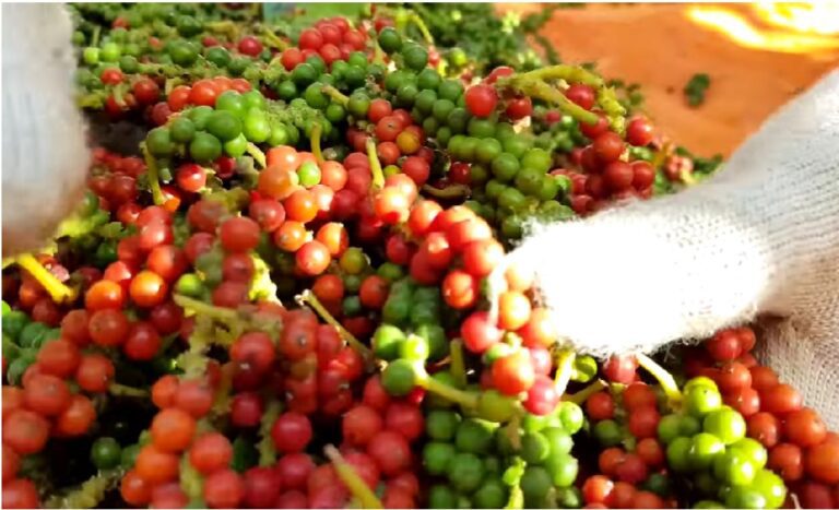 Pepper Cultivation in Sri Lanka: Spicing Up the Island’s Economy-By Kalani – eLanka
