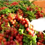 Pepper Cultivation 2